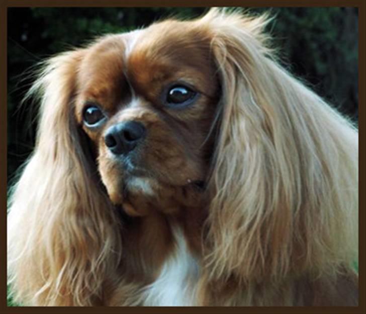 Cavalier king charles spaniel Cino billede 14