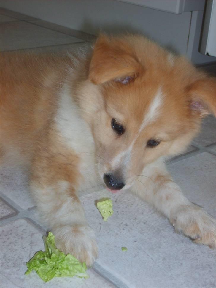 Shetland sheepdog Shelty * R.I.P * billede 11