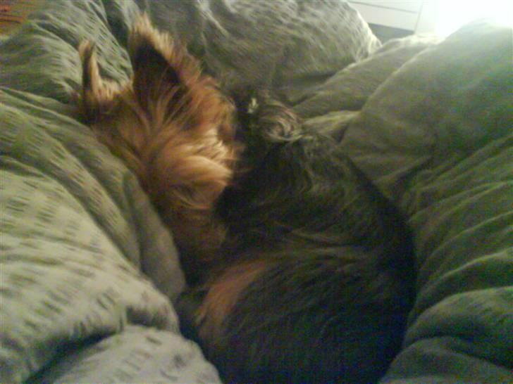 Australsk terrier Cosmo - Zzz .. Det er vist løgn hvis jeg sagde at jeg aldrig kom sovende til noget ? billede 1