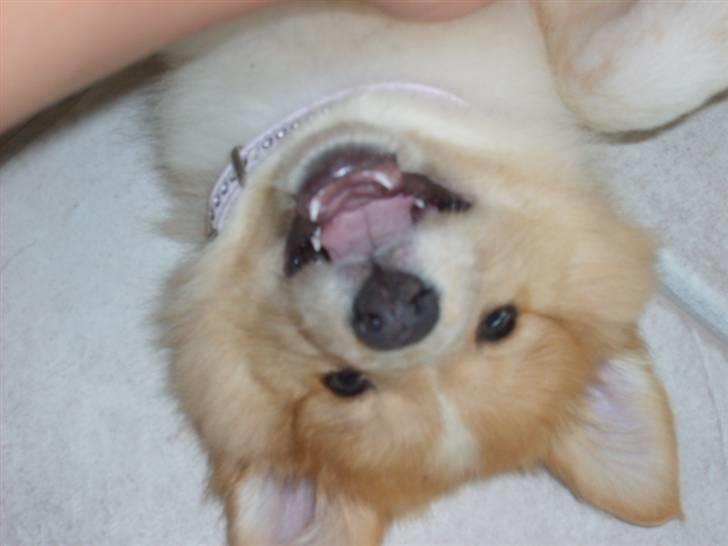 Shetland sheepdog Shelty * R.I.P * billede 12