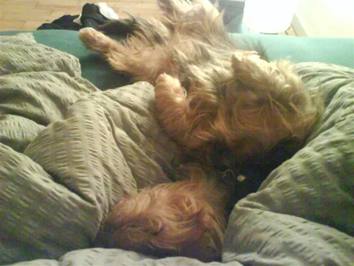 Australsk terrier Cosmo - Så, jeg bliver månedens playmate, ikke?? billede 2