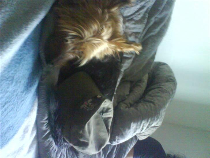 Australsk terrier Cosmo billede 3