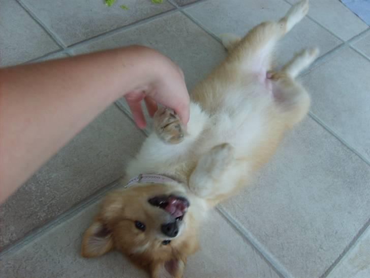 Shetland sheepdog Shelty * R.I.P * billede 13