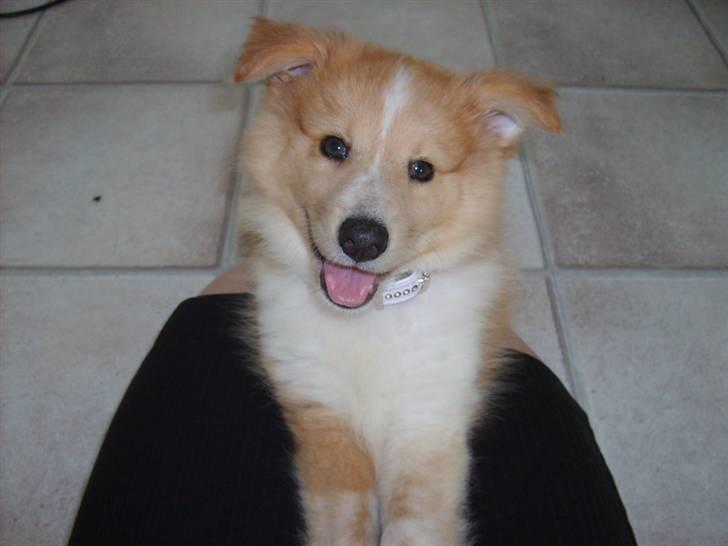 Shetland sheepdog Shelty * R.I.P * billede 14