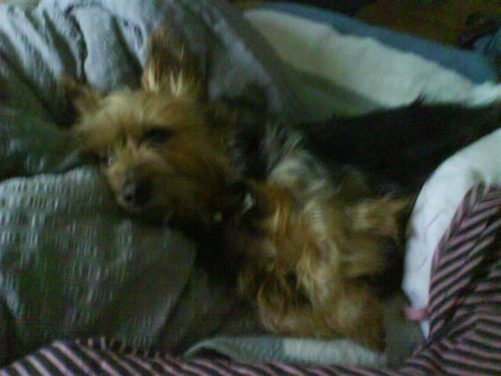 Australsk terrier Cosmo billede 4