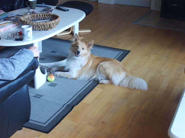 Shetland sheepdog Shelty * R.I.P * billede 15