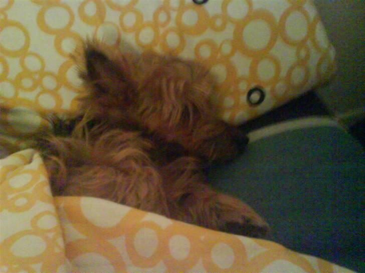 Australsk terrier Cosmo billede 5