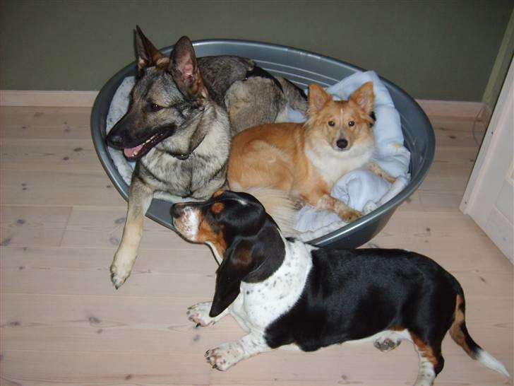 Shetland sheepdog Shelty * R.I.P * - Mig og mine bedste venner! billede 16