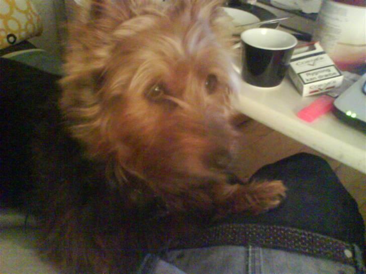 Australsk terrier Cosmo billede 6