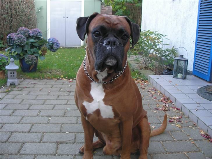 Boxer Bosse  savner dig :/ billede 1