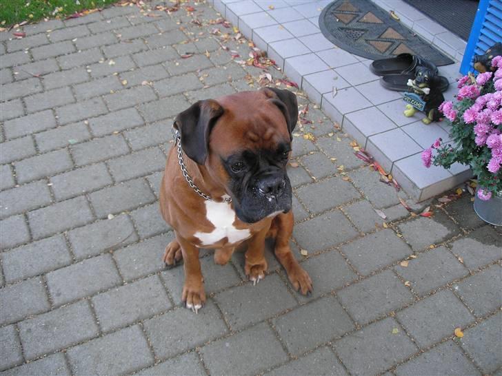 Boxer Bosse  savner dig :/ billede 2