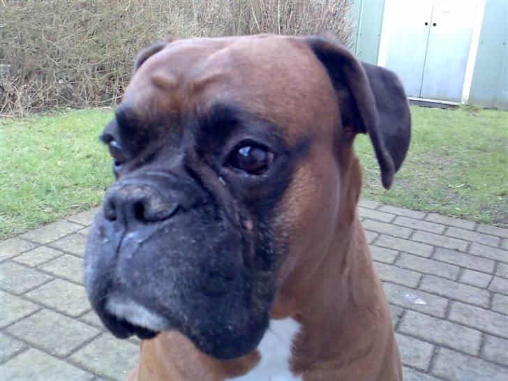 Boxer Bosse  savner dig :/ billede 3