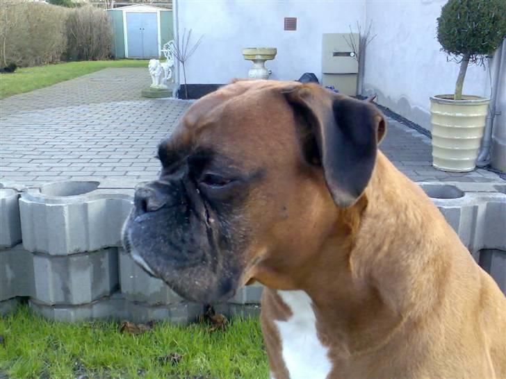 Boxer Bosse  savner dig :/ billede 4