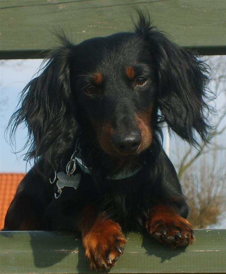 Gravhund Brutalis - Tur på stranden med mor og far... billede 1