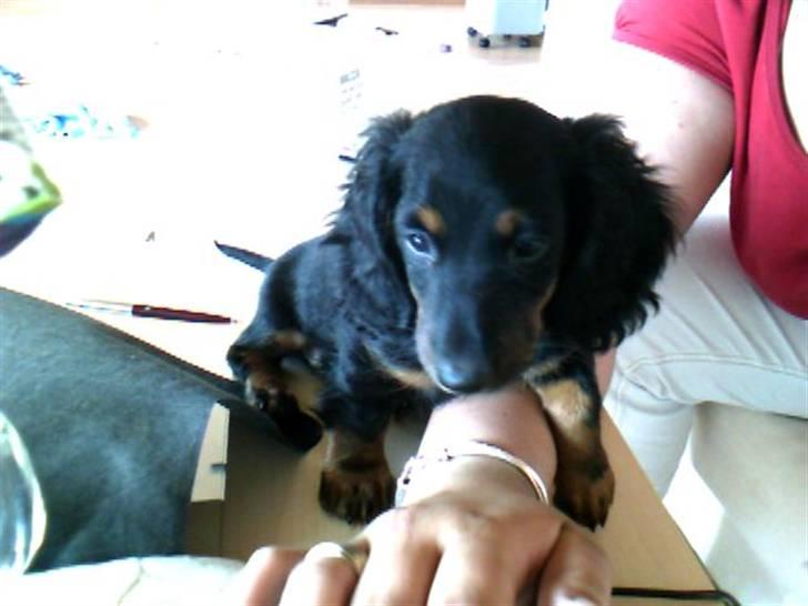 Gravhund Brutalis - Er næsten lige blevet taget fra min hundemor..  billede 2