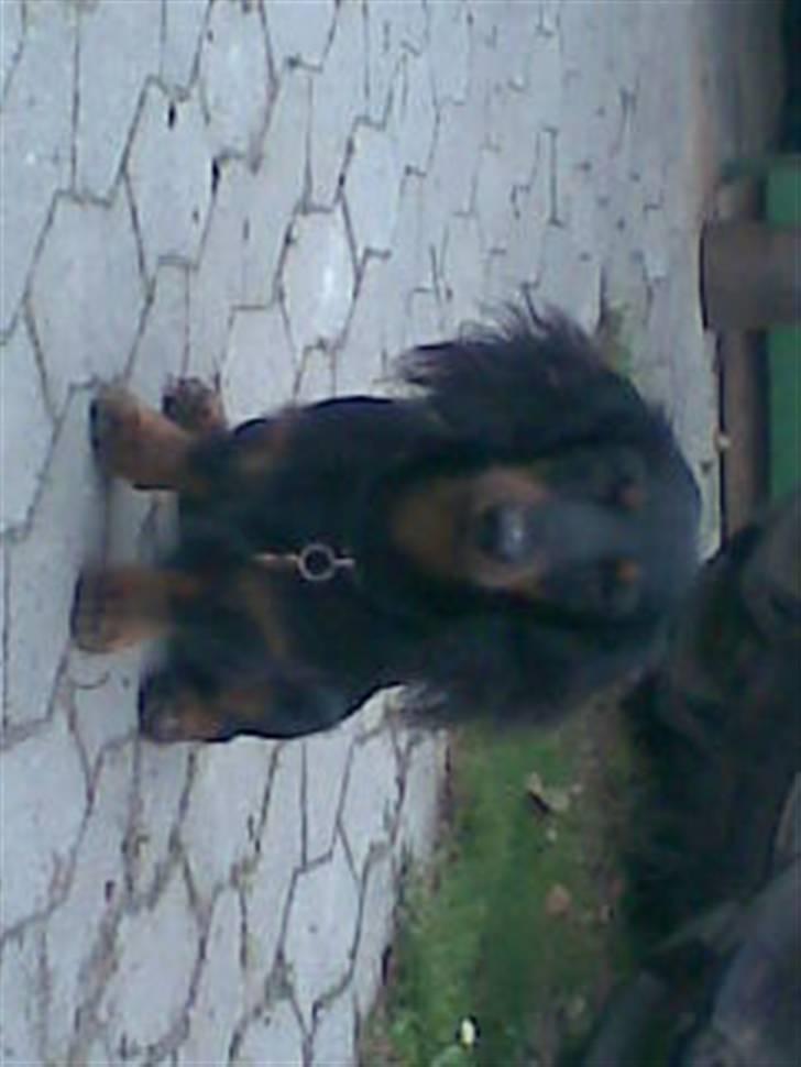 Gravhund Brutalis - Far laver bil og jeg keder mig bare helt vildt.. billede 3