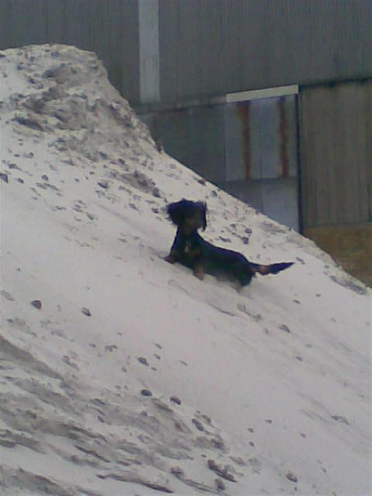 Gravhund Brutalis - Wee.. en bunke sand jeg kan kravle i... billede 4