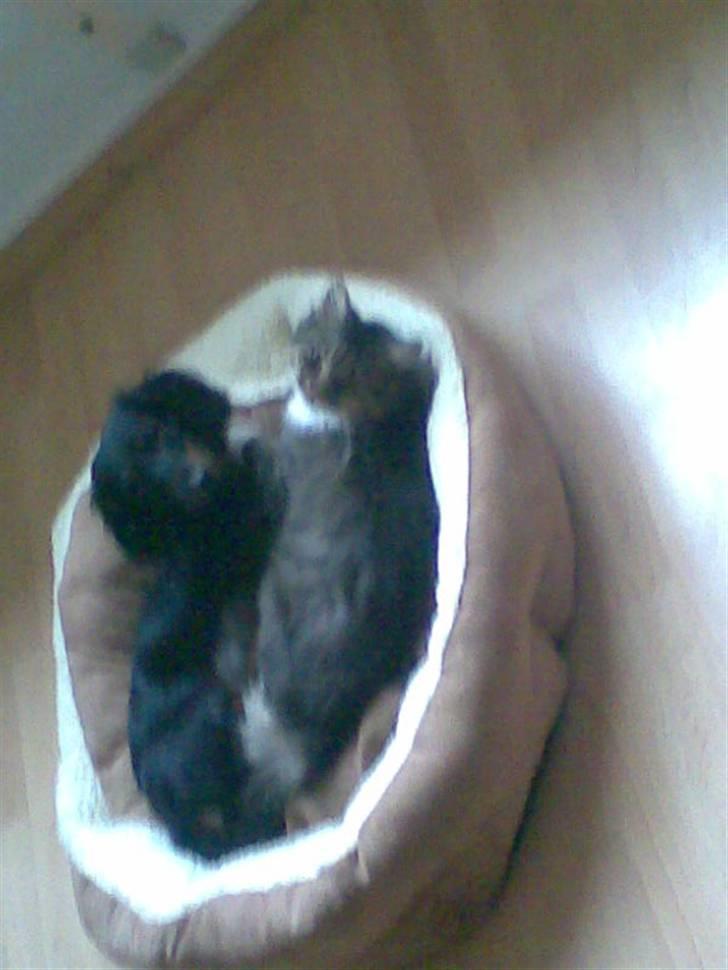 Gravhund Brutalis - Putter lidt med missen billede 5