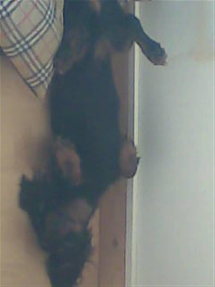 Gravhund Brutalis - ja sådan sover jeg altså...g billede 7