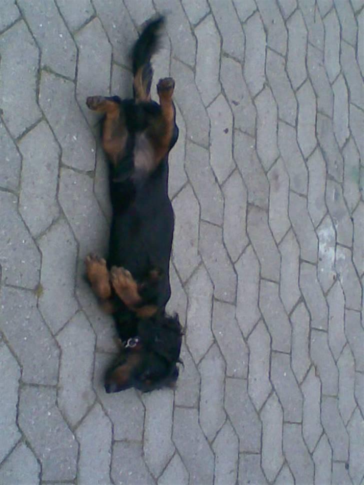 Gravhund Brutalis - tager mig lige en lur her i gården billede 8