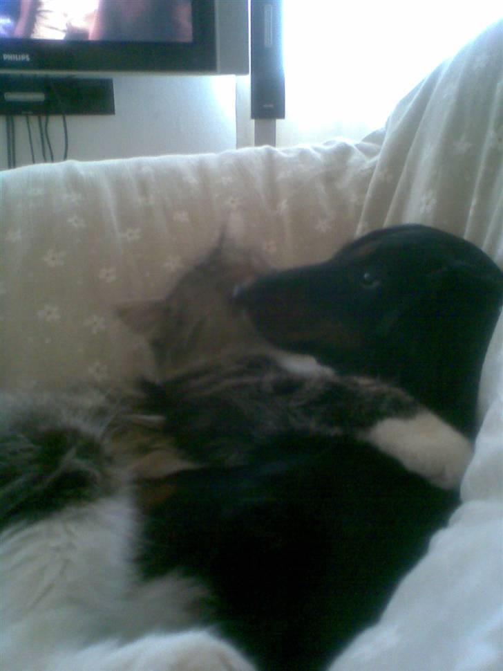 Gravhund Brutalis - krammer lidt med missen.. billede 9