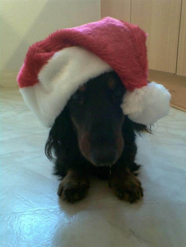 Gravhund Brutalis - skulle være fin til julebillede.. billede 10