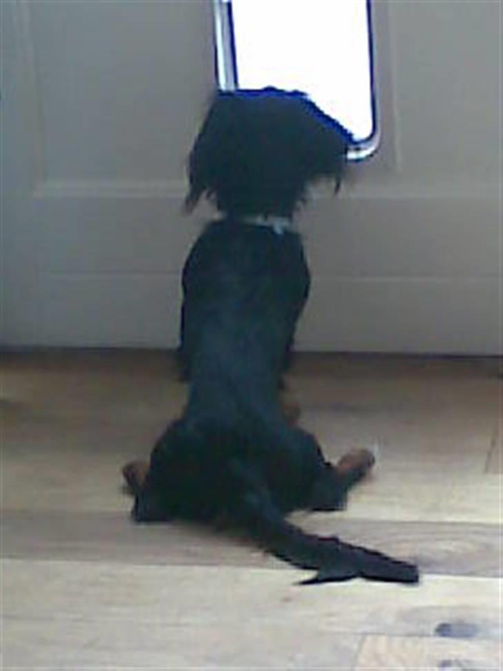 Gravhund Brutalis - venter på far.. har set ham kører forbi.. billede 11