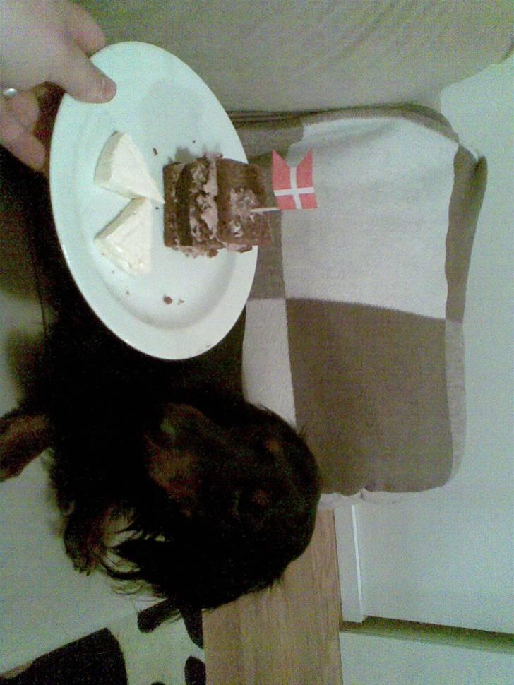 Gravhund Brutalis - Havde fødselsdag så mor havde lavet kage... billede 12