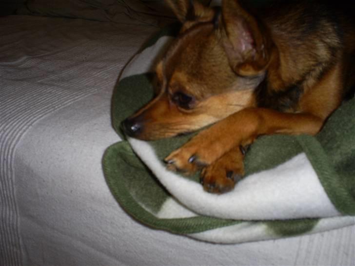 Blanding af racer Rex billede 5