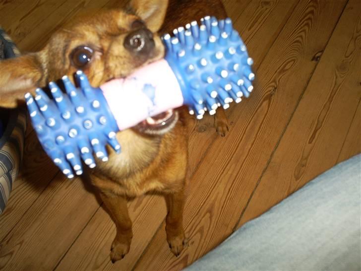 Blanding af racer Rex billede 6