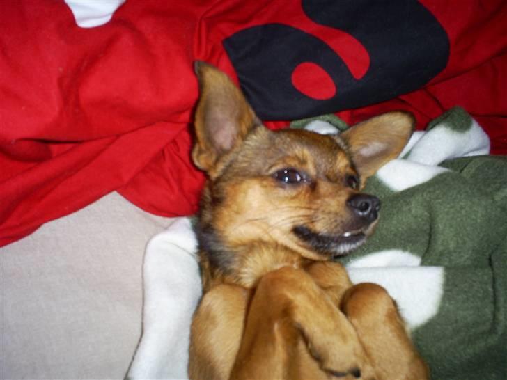 Blanding af racer Rex billede 7