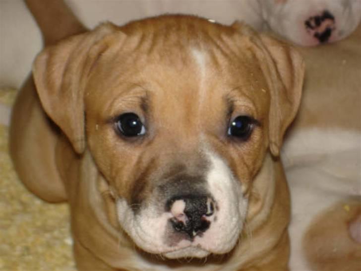 Amerikansk bulldog Baily billede 10