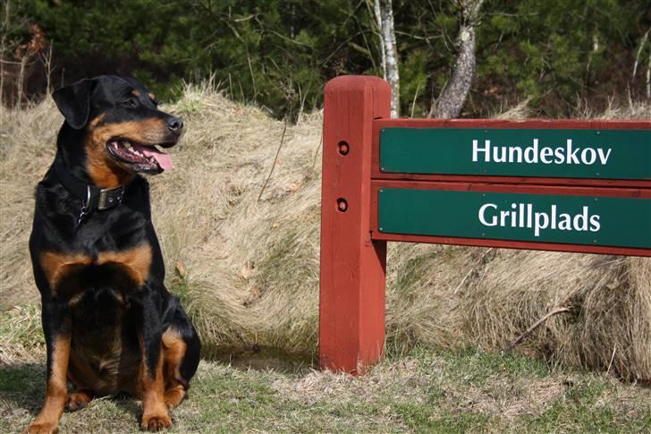 Rottweiler Tazja, fattiggårdens Foxy billede 14