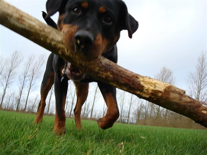 Rottweiler Tazja, fattiggårdens Foxy billede 15