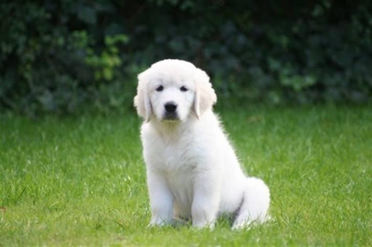 Golden retriever Bambus - Baby Bambus. billede 1