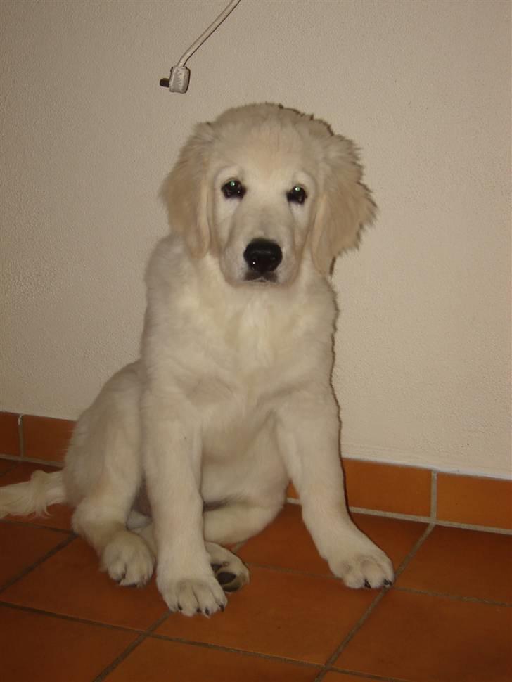 Golden retriever Bambus billede 2