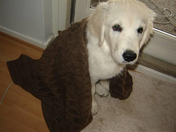 Golden retriever Bambus - Bambus er klar til at blive tørret, efter en gå tur i regnvejr. billede 3