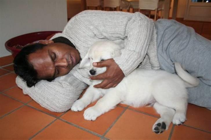 Golden retriever Bambus - Bambus leger med farmanden. billede 4