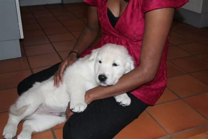 Golden retriever Bambus - Første dag i hans nye hjem. billede 5