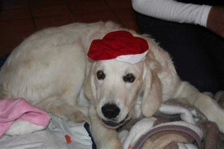 Golden retriever Bambus - Bambus i julehumør. billede 6