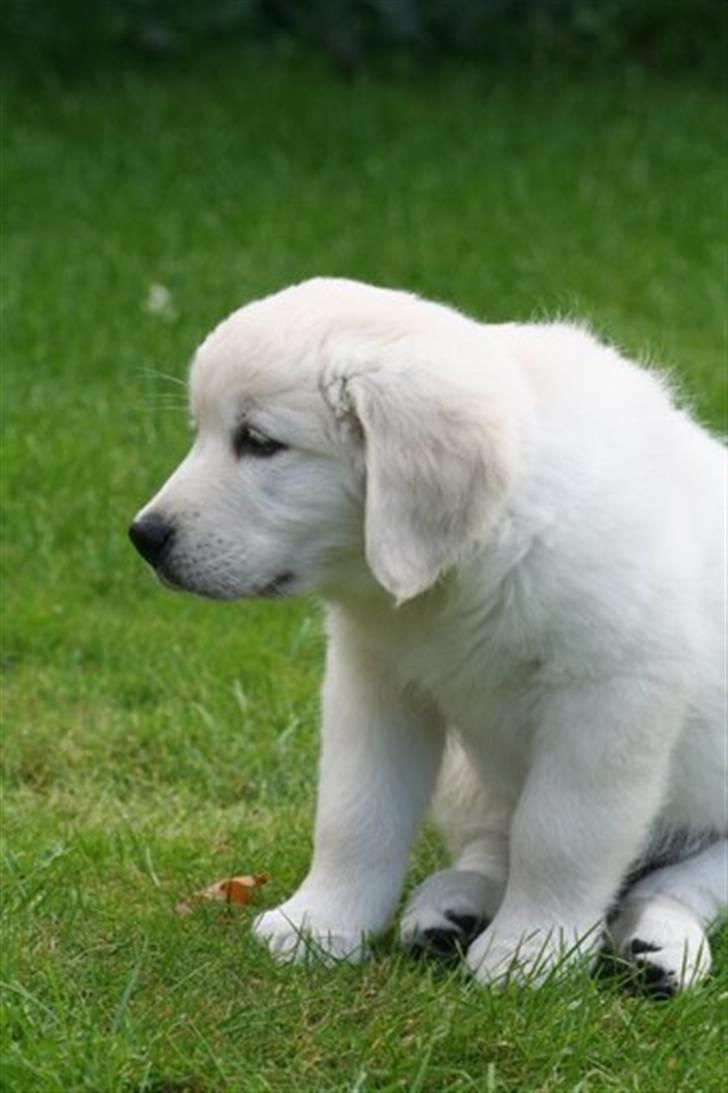 Golden retriever Bambus - Bambus soler sig i haven. billede 7