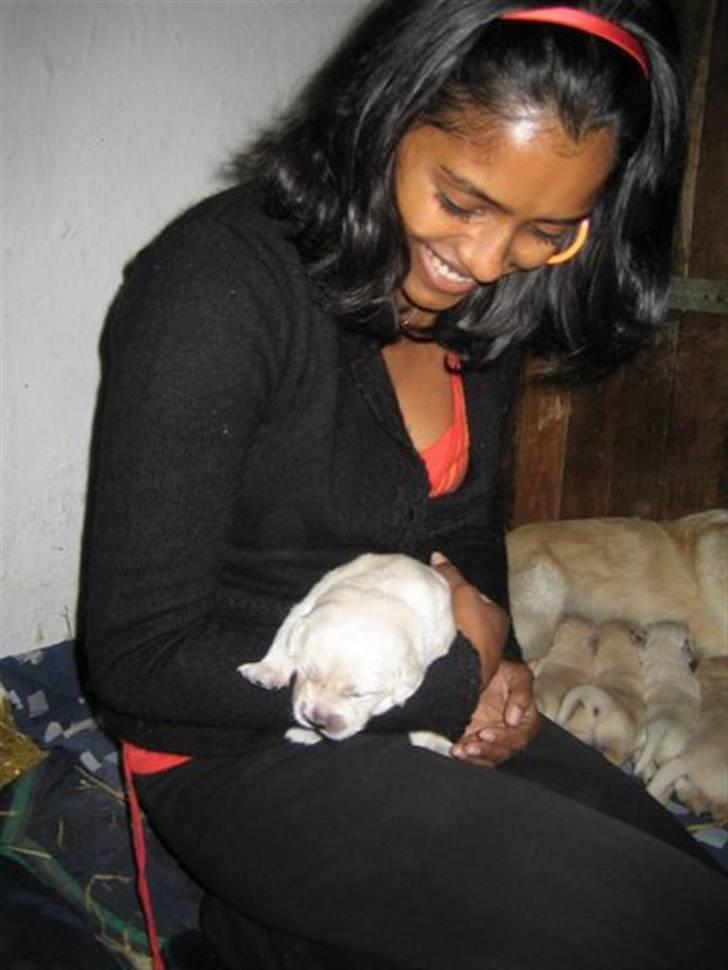 Golden retriever Bambus billede 8