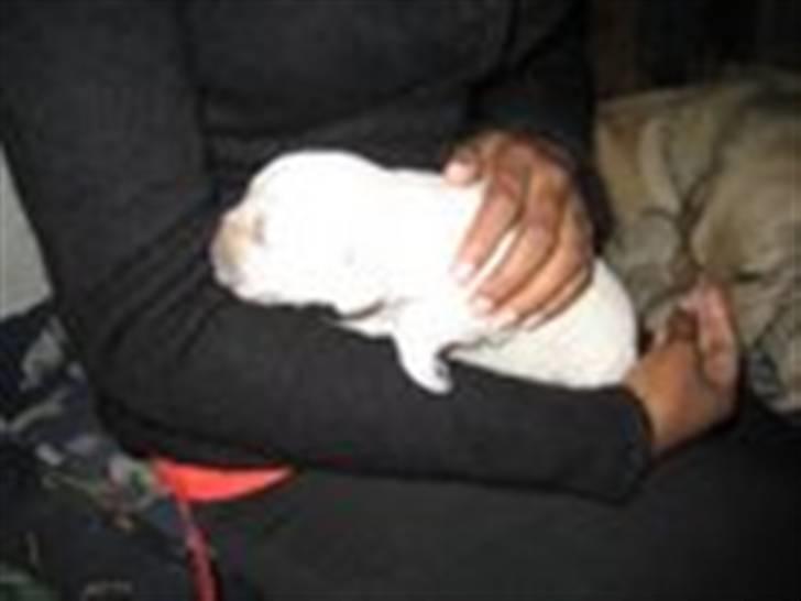 Golden retriever Bambus - Bambus er 1 uge gammel. billede 9