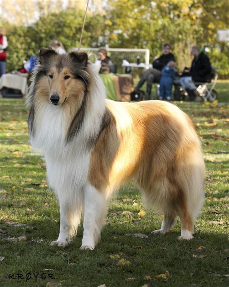 Collie langhåret Camelot - skue 1 år. billede 17