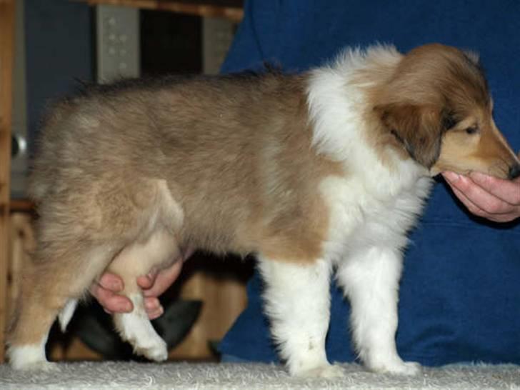 Collie langhåret Camelot - omkring 7 uger billede 2