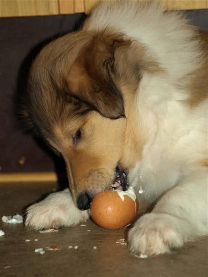 Collie langhåret Camelot - han har hurtigt lært at den gode blomme er i midten billede 3