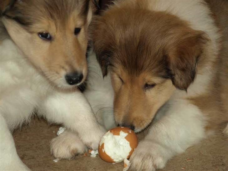 Collie langhåret Camelot billede 4