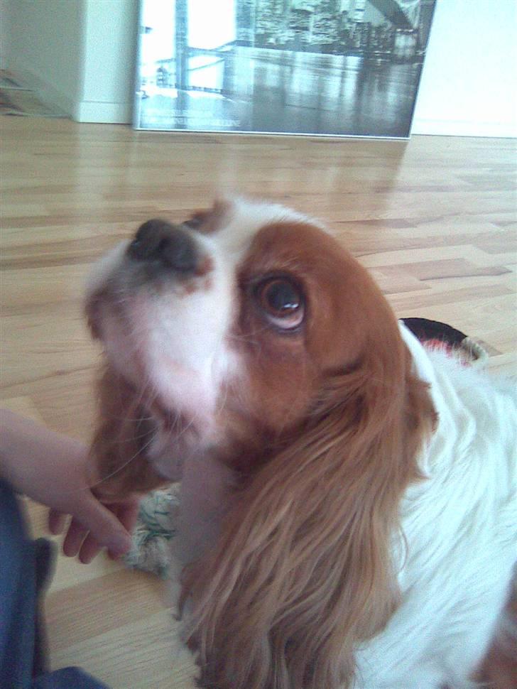 Cavalier king charles spaniel Cocco - Min lille Cocco pige billede 10