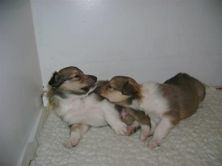 Collie langhåret Camelot - 27 dage billede 5