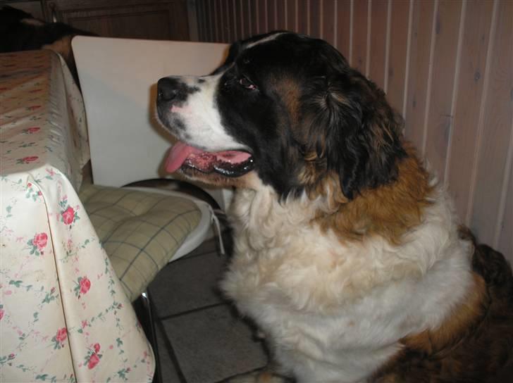 Sankt bernhardshund trine R I P 09- billede 17
